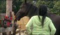 dr dolittle 3-avi_535.jpg